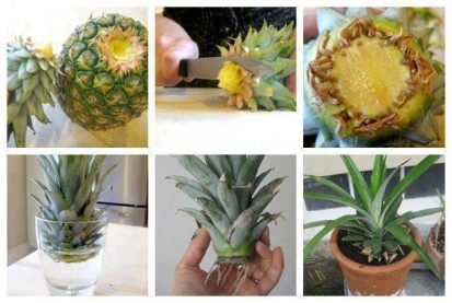 18-pineapple